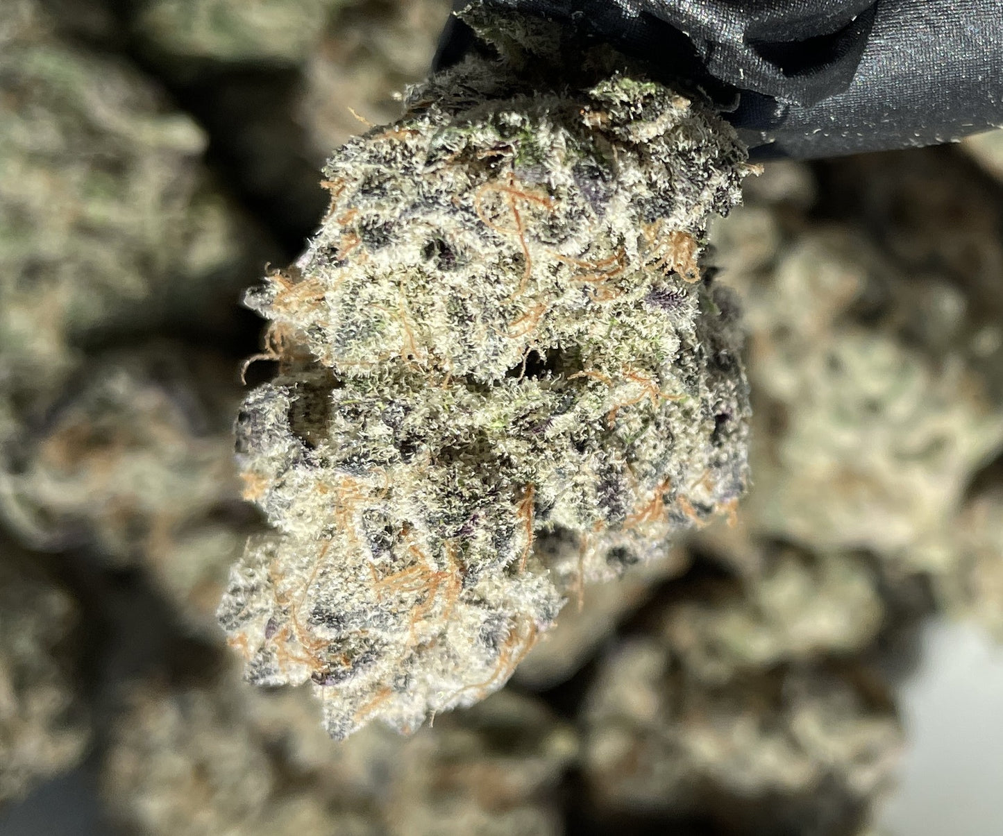 Bananaconda #4 Flower