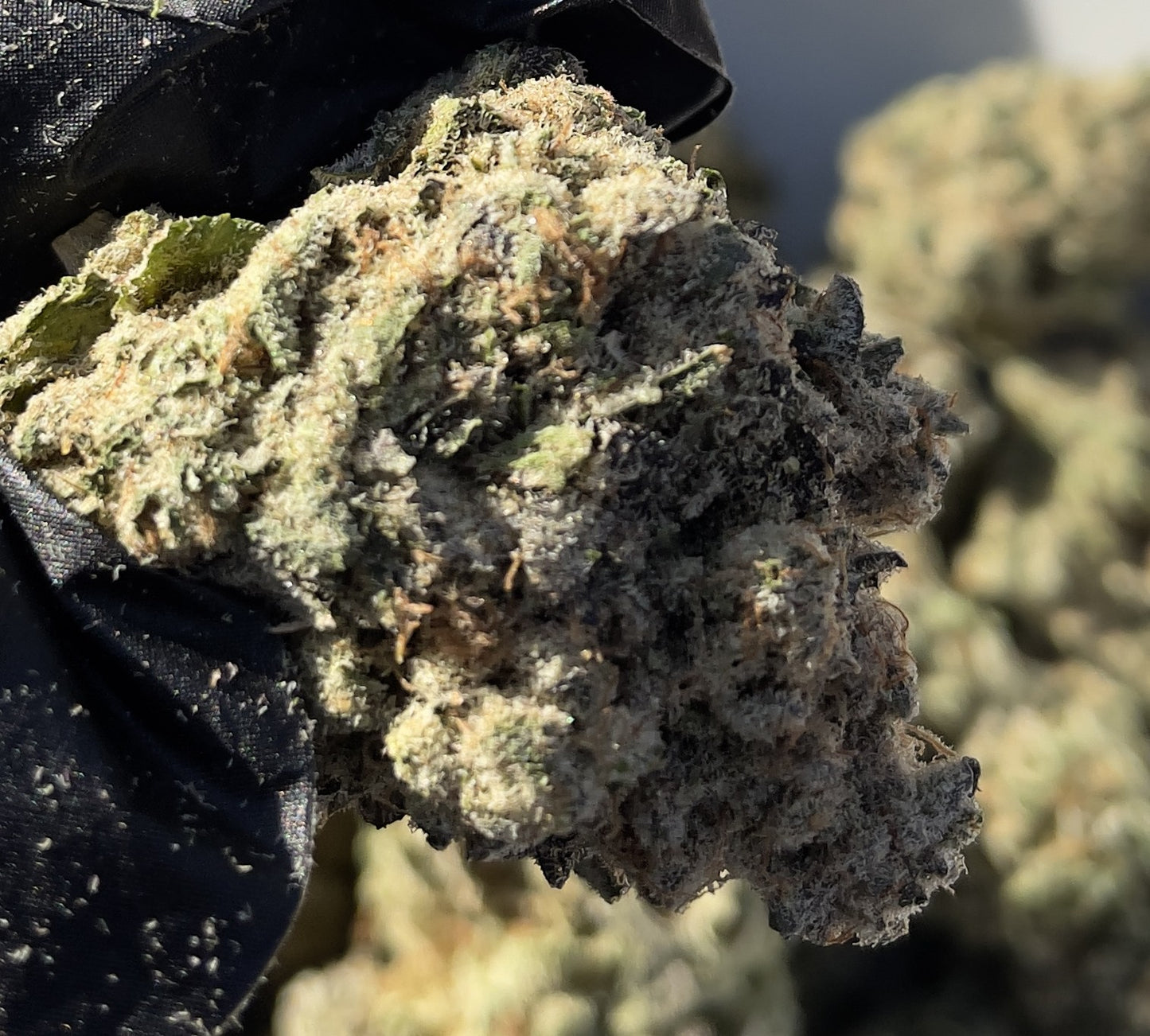 Toyz (aka Half Pint) Flower