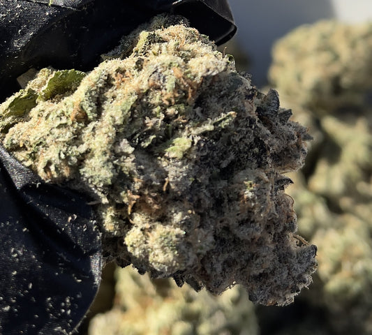 Toyz (aka Half Pint) Flower